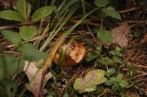 Ormanda Tereyağlı Mantar — Stok fotoğraf