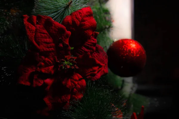 Rode Winterbloem Een Kerstboom — Stockfoto