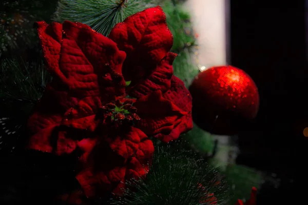 Κόκκινο Χειμωνιάτικο Λουλούδι Χριστουγεννιάτικο Δέντρο — Φωτογραφία Αρχείου