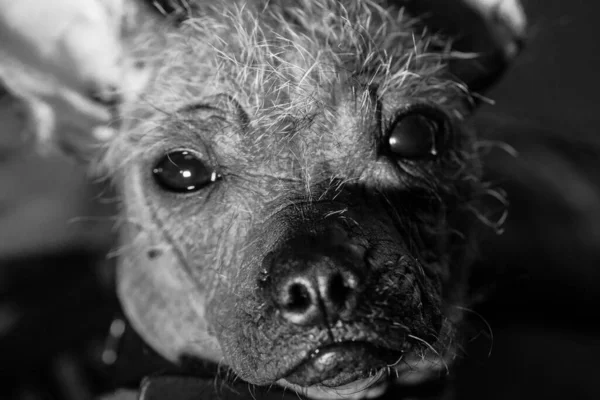 Gray Peruvian Hairless Dog Portrait — Stock Photo, Image