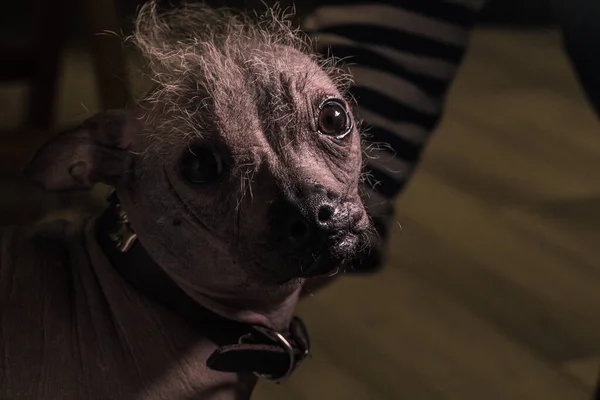Potret Anjing Berbulu Abu Abu Peru — Stok Foto
