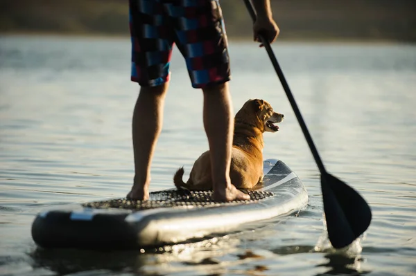 Man stand up paddle boarding with mix breed dog sitting on front