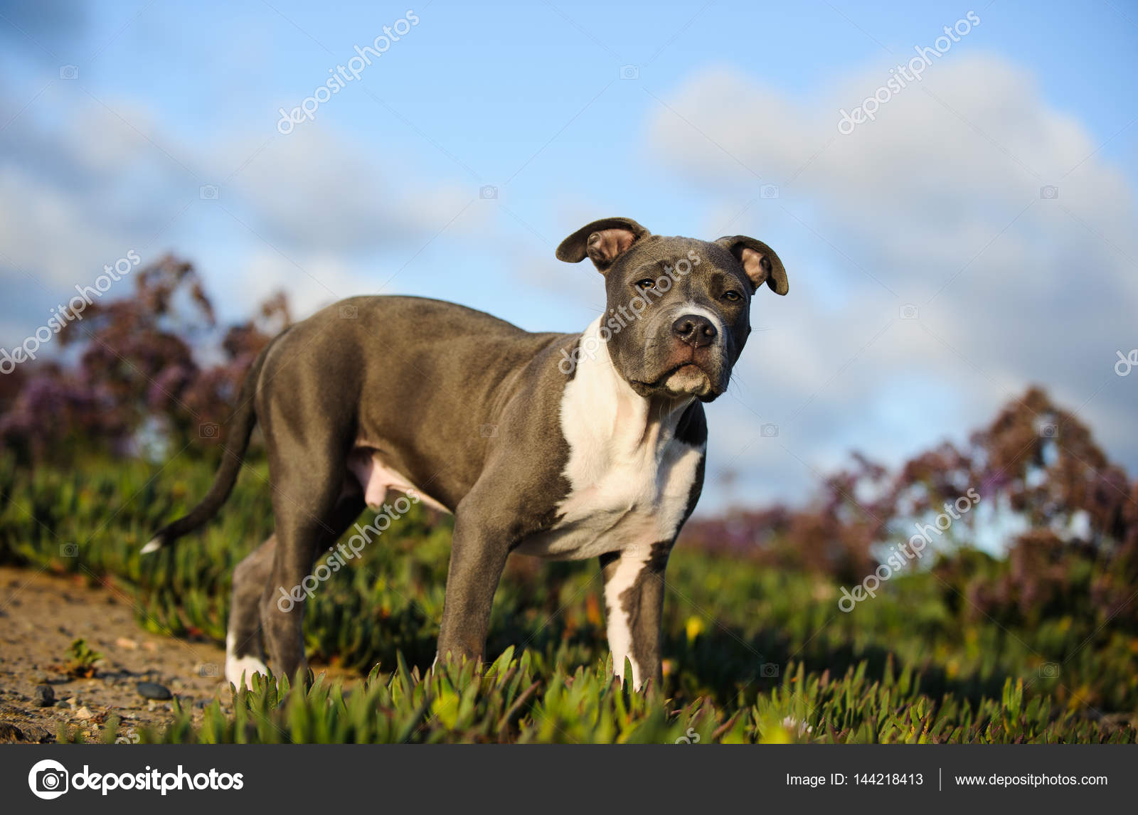 Pit bull awareness: words do matter | Love and a Six-Foot Leash, image size:1600x1146