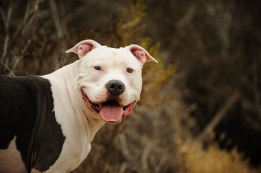 Amerikan Pitbull Terrier açık hava portresi 