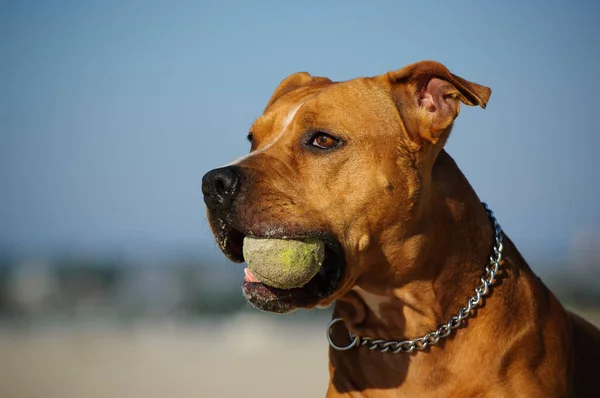 American Pit Bull Terrier Dog Outdoor Portrait Holding Ball — Stock Photo, Image