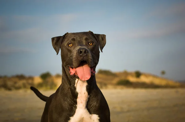 American Pit Bull Terrier Dog Outdoor Portrait Sand Blue Sky — Stock Photo, Image