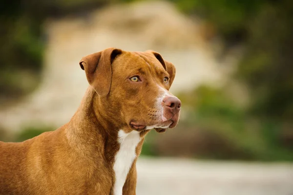 American Pit Bull Terrier Hund Utomhus Porträtt — Stockfoto