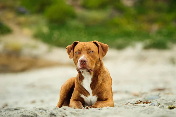 American Pit Bull Terrier Cão Livre Retrato Deitado Areia Praia — Fotografia de Stock