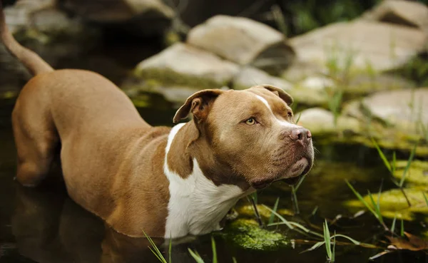 American Pit Bull Terrier Parado Agua Laguna — Foto de Stock