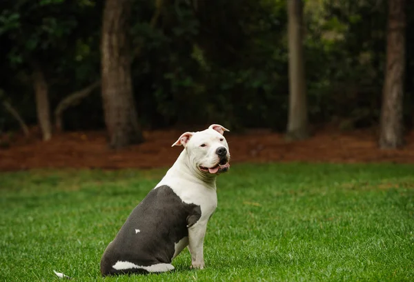 American Pit Bull Terrier Cão Sentado Grama Cercado Por Árvores — Fotografia de Stock