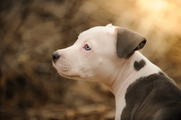 American Pit Bull Terrier Κουτάβι Σκυλί Σχήμα Καρδιάς Σήμανση Στο — Φωτογραφία Αρχείου