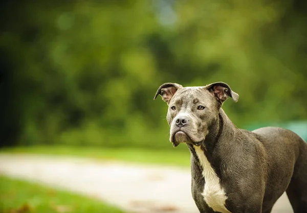 American Pit Bull Terrier Hund Porträtt Park — Stockfoto