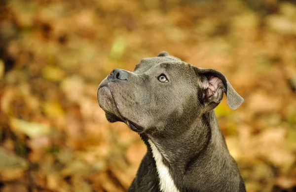 American Pit Bull Terrier Retrato Cão Folhas Outono — Fotografia de Stock