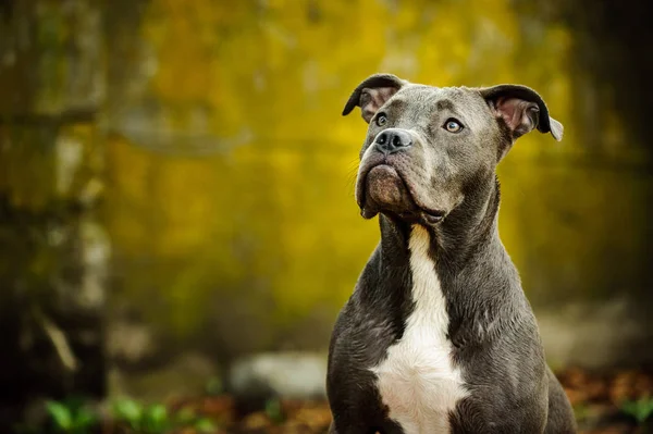 American Pit Bull Terrier Perro Contra Fondo Amarillo Grueso — Foto de Stock