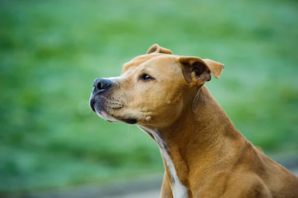 American Pit Bull Terrier dog — Stock Photo, Image