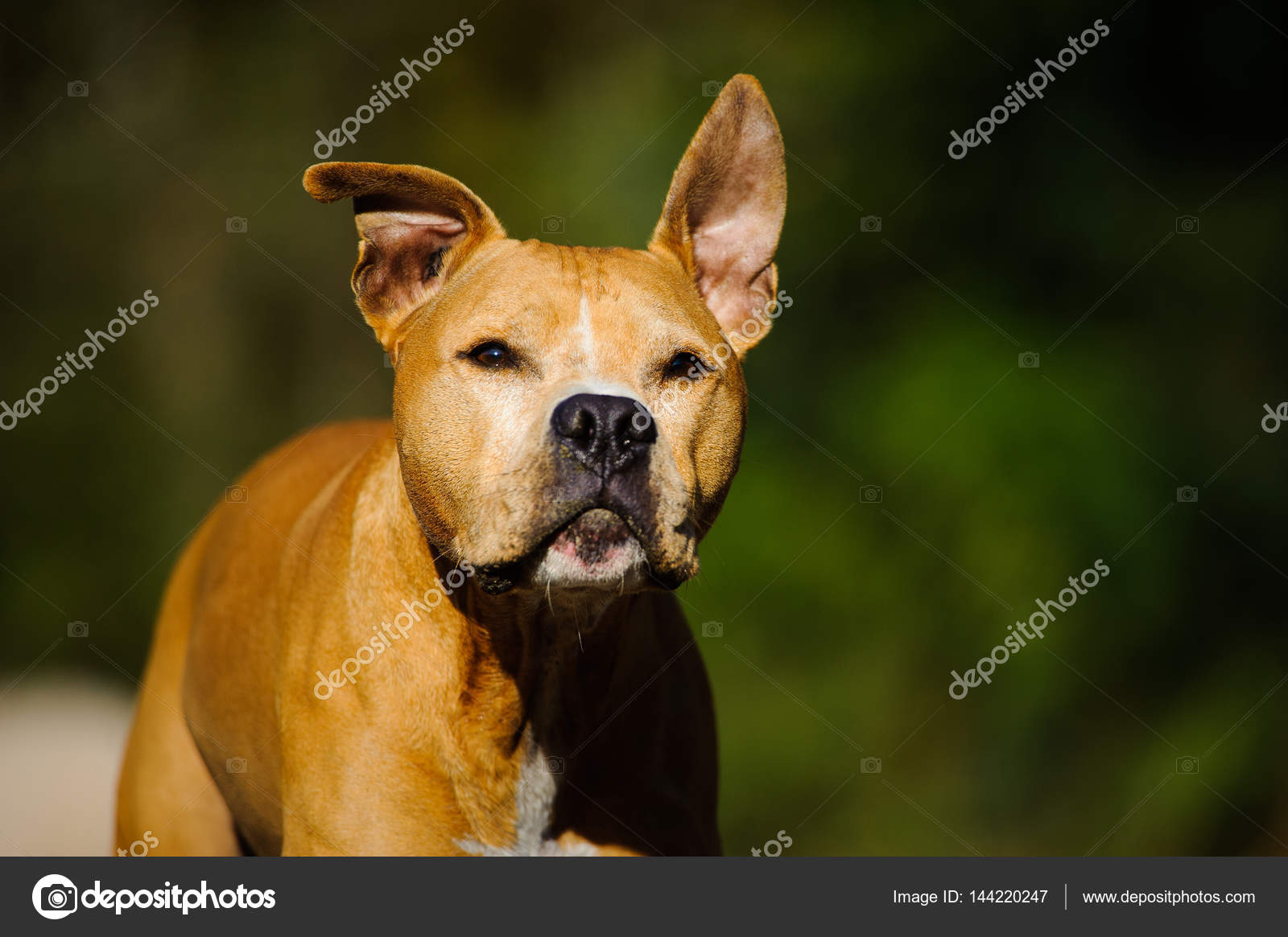 Amerikanischer Pitbull Terrier Hund — Stockfoto © everydoghasastory
