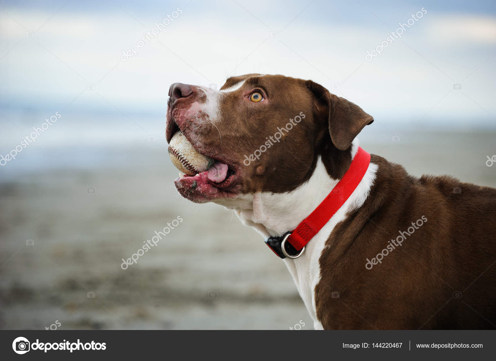 348+ Pitbull Mignon Photos, Images et Fond en Téléchargement Gratuit -  Pngtree, image size:1600x1165