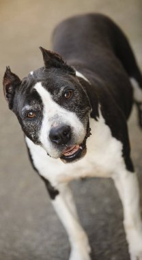 Amerikalı çukur boğa korkunç köpek