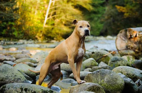 American Pit Bull Terrier hund — Stockfoto