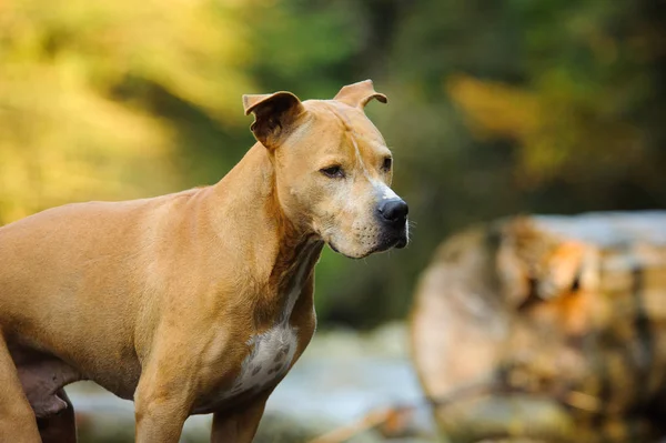 American Pit Bull Terrier Cão Livre Retrato Natureza — Fotografia de Stock