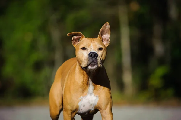 American Pit Bull Terrier Cane Ritratto All Aperto — Foto Stock