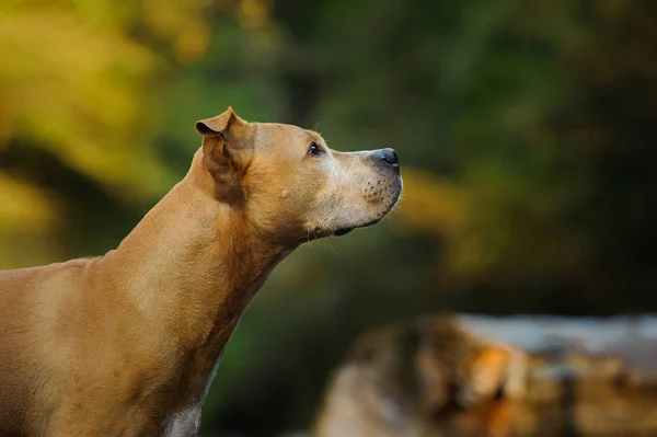 American Pit Bull Terrier perro — Foto de Stock