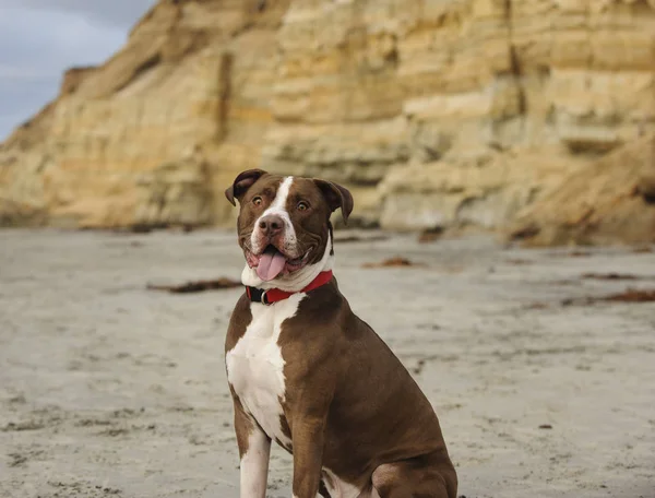 American Pit Bull Terrier perro — Foto de Stock