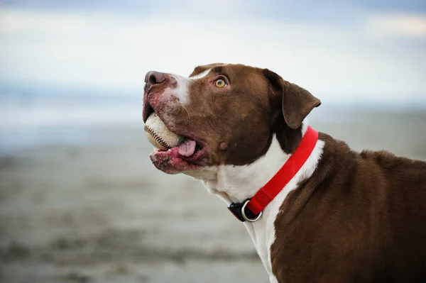 American Pit Bull Terrier dog — Stock Photo, Image