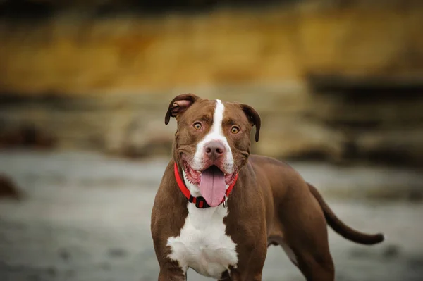 American Pit Bull Terrier perro — Foto de Stock