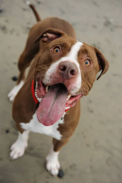 American Pit Bull Terrier dog — Stock Photo, Image