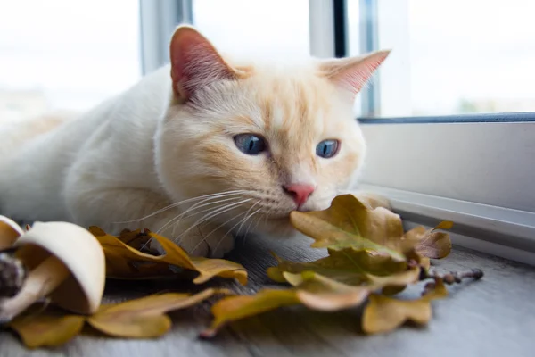 가 잎가지고 노는 고양이 — 스톡 사진