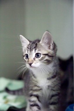 genç bir kedi portresi. tonda,