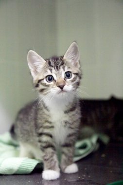 genç bir kedi portresi. tonda,