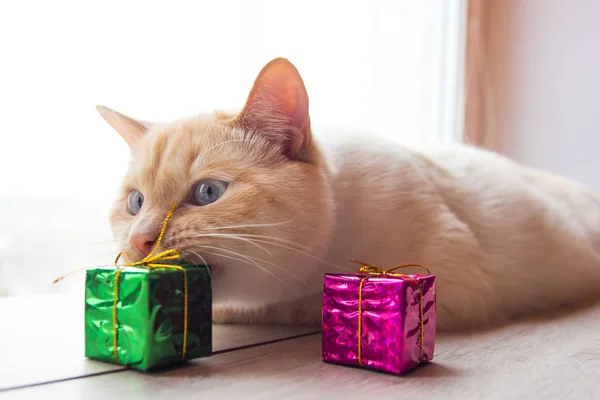 Beyaz komik oyun oynayan genç kedi için Noel oyuncaklar ile oynama .
