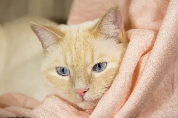 Νέοι όμορφη λευκή γάτα μπλε μάτια, υπάρχει μια θέση για το κείμενο ως το υπόστρωμα. Κινηματογράφηση σε πρώτο πλάνο — Φωτογραφία Αρχείου