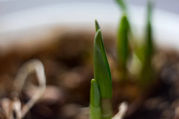 Adım kavramı büyüyen tarım ve bitki tohum tohum — Stok fotoğraf