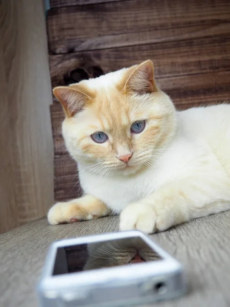 Gatto bianco adulto con gli occhi azzurri che giocano su sfondo di legno, zampe, museruola, coda — Foto Stock