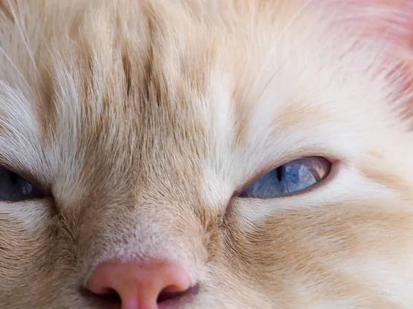猫脸靠近起来，蓝眼睛的白猫特写 — 图库照片