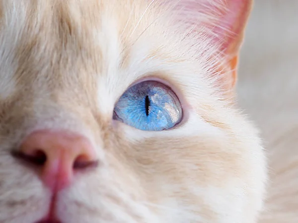 猫脸靠近起来，蓝眼睛的白猫特写 — 图库照片