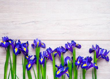 mavi arka plan üzerinde renkli parlak sarı çiçek