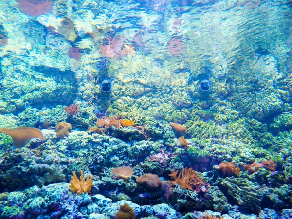 Abstracto jardín de coral poco profundo con superficie de agua brillante y coloridos peces amarillos jugando al sol — Foto de Stock