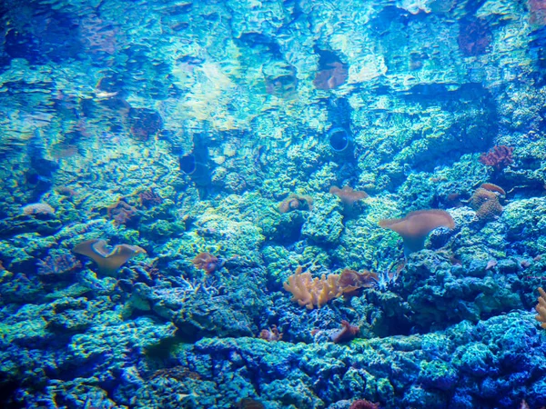 Taman karang abstrak dangkal dengan permukaan air mengkilap dan penuh warna kuning ikan bermain di bawah sinar matahari — Stok Foto