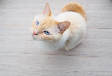 mavi gözlü çalış ile tatlı genç beyaz kedi aittir, esniyor,