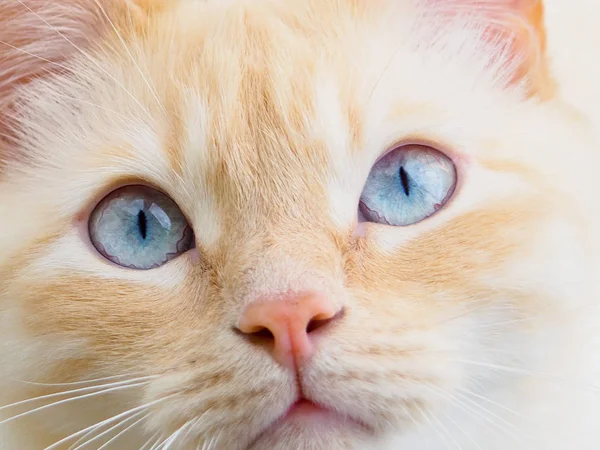 甜甜年轻只白色的猫和蓝色的眼睛 — 图库照片