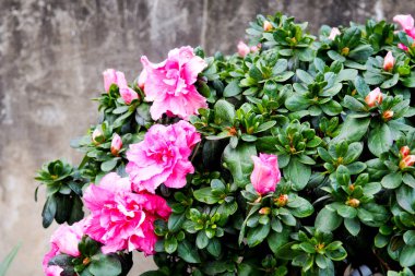 Çiçekler arka kapatmak. Renkli pembe çiçekli bahçe ve yeşil ot manzarada güneşli yaz veya bahar günü şaşırtıcı görünümü.
