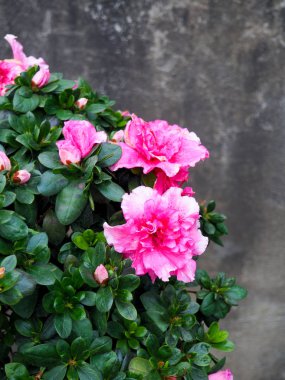 Çiçekler arka kapatmak. Renkli pembe çiçekli bahçe ve yeşil ot manzarada güneşli yaz veya bahar günü şaşırtıcı görünümü.