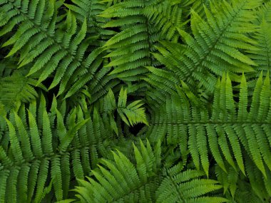 Yeşil yaprakları yapılmış yaratıcı düzeni. Fern, bracken, düz yatıyordu. Doğa arka plan