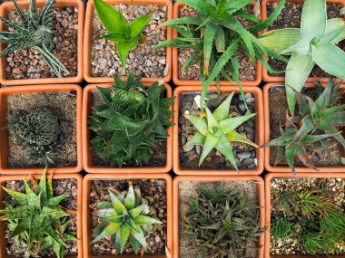 succulents üzerinde tencerede. İskandinav tarzı iç dekorasyon