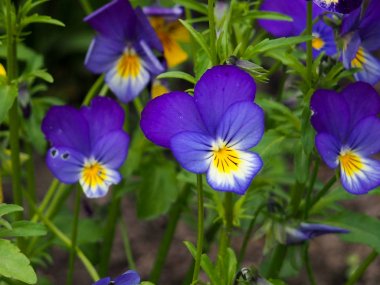 Mor nonoş çiçeği, bahar bahçesinde üç renkli viyola yakın plan.