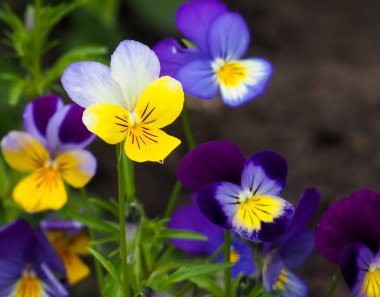 Mor nonoş çiçeği, bahar bahçesinde üç renkli viyola yakın plan.